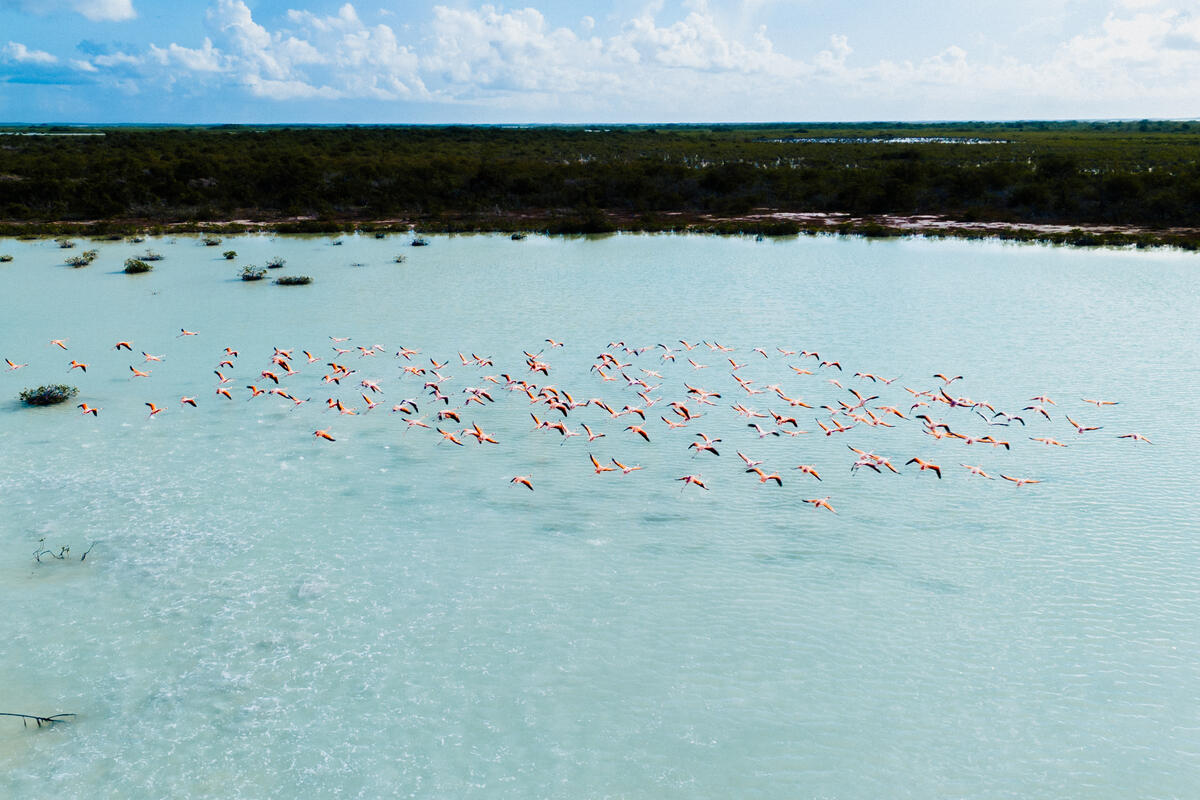 Flamingos