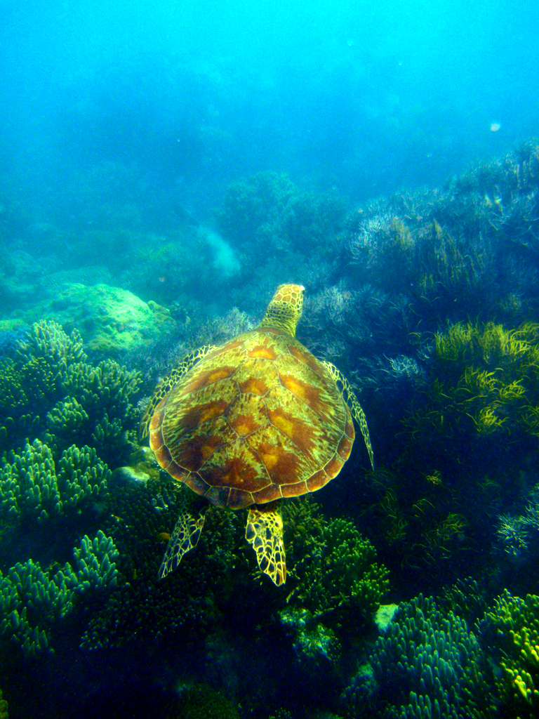 Sea Turtle on the Great Barrier Reef