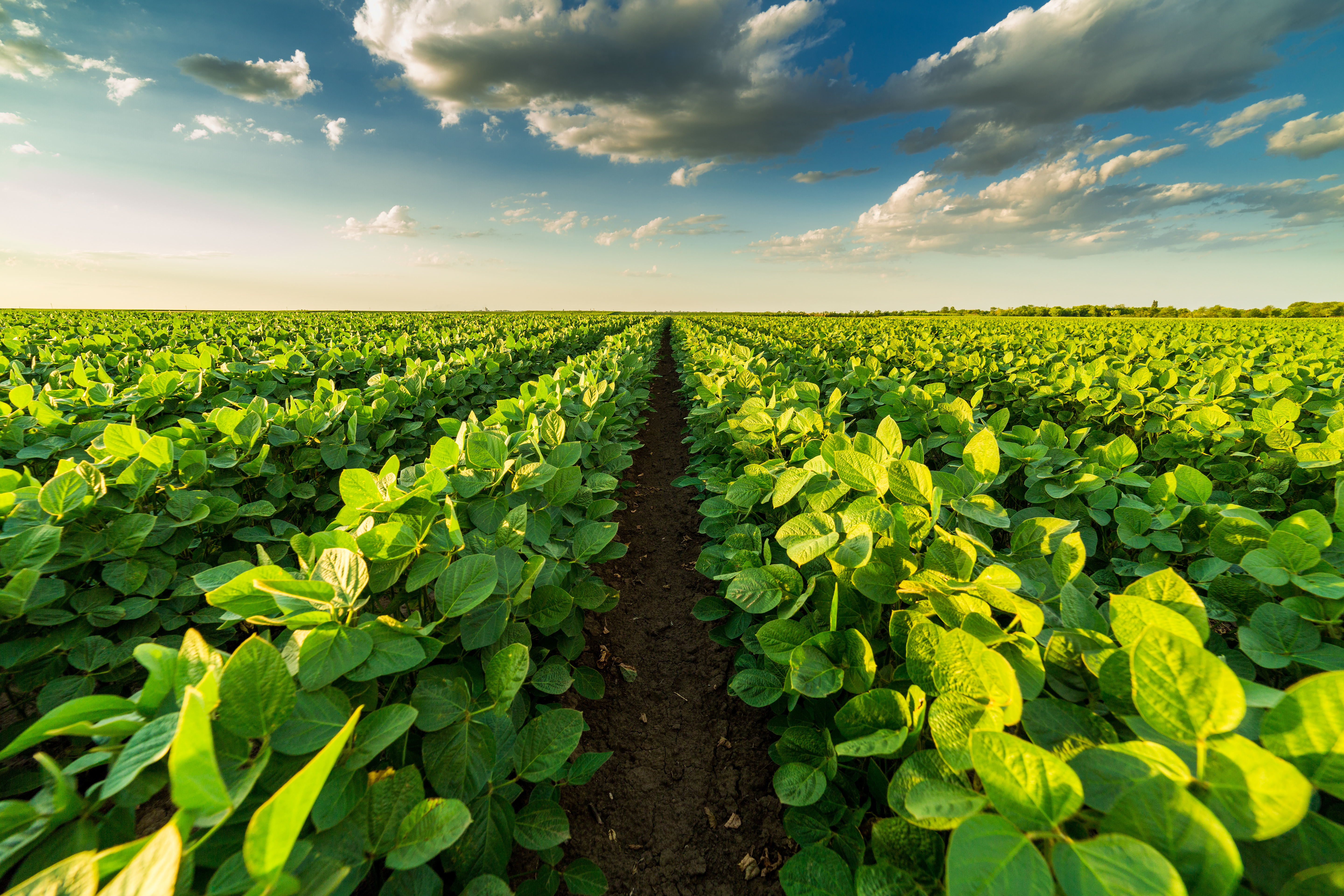 soybean row crops farming