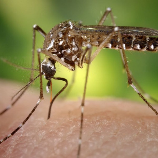 Mosquito on skin