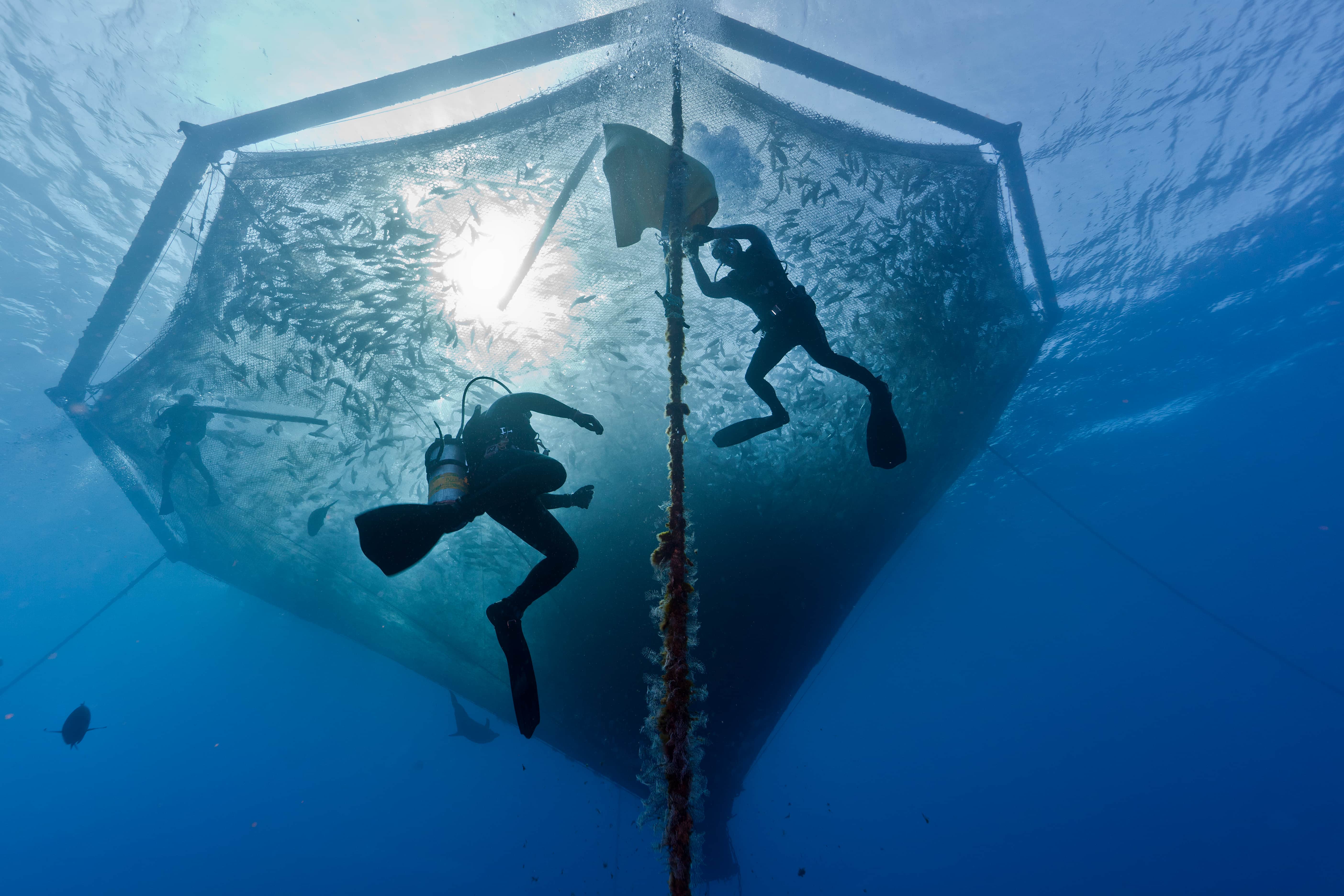 Two divers swimming in a submerged net cage.