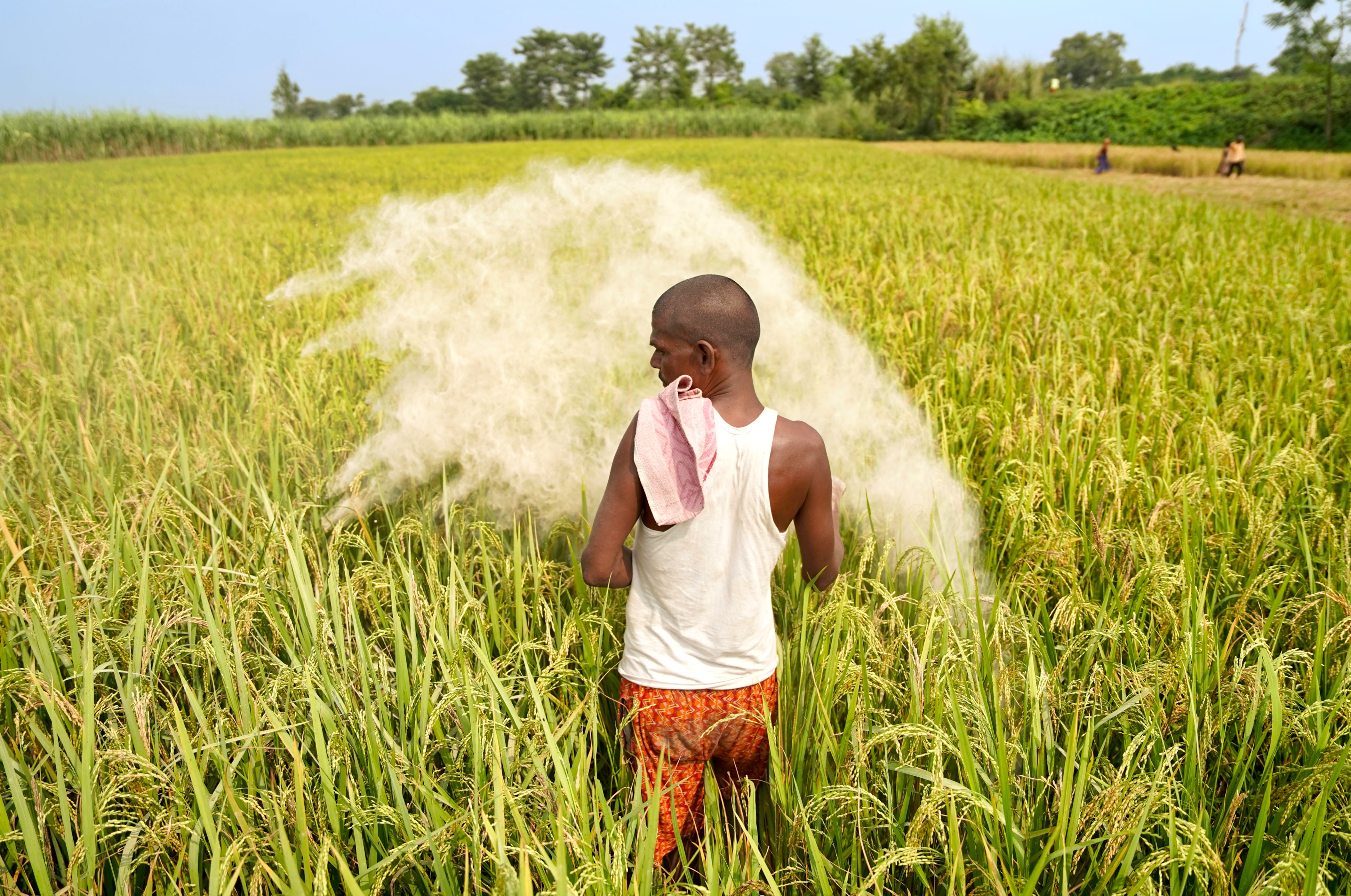 A farmer applies applies fertilizer to his paddy field in Bihar, India.