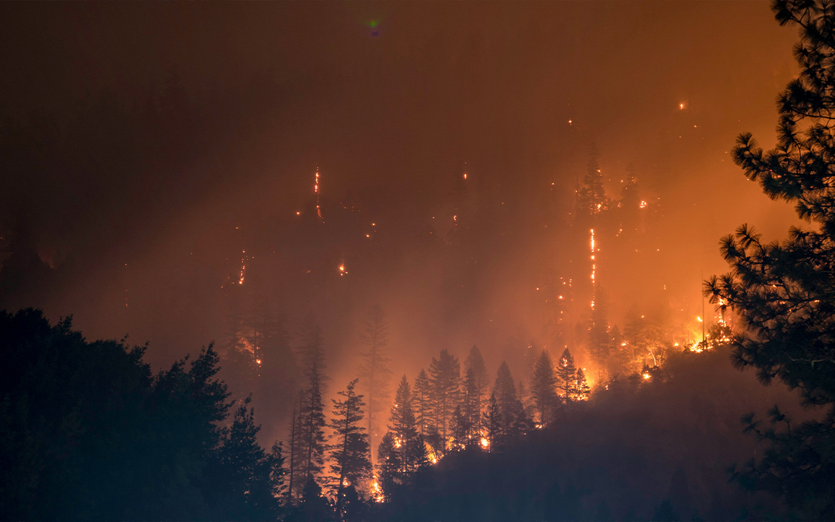 Wildfire burning through a forest