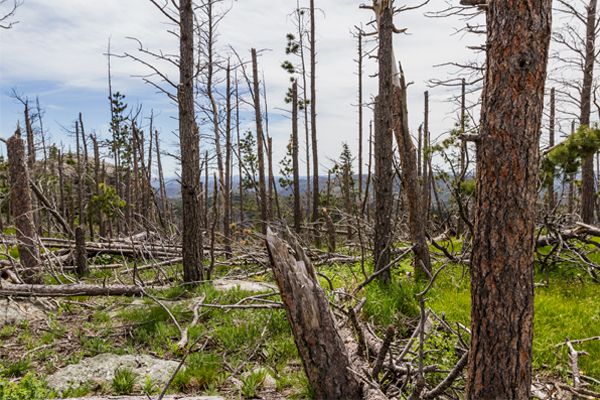 Dead trees