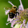 rusty patched bumble bee