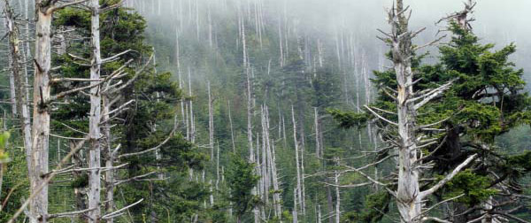 forest damage from acid rain