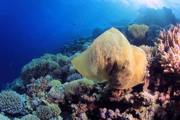 Plastic pollution on the world's coral reefs