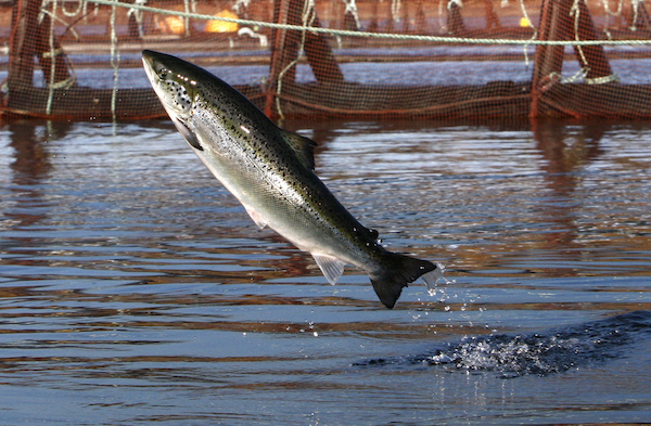 Salmon jumping Salmon jumping
