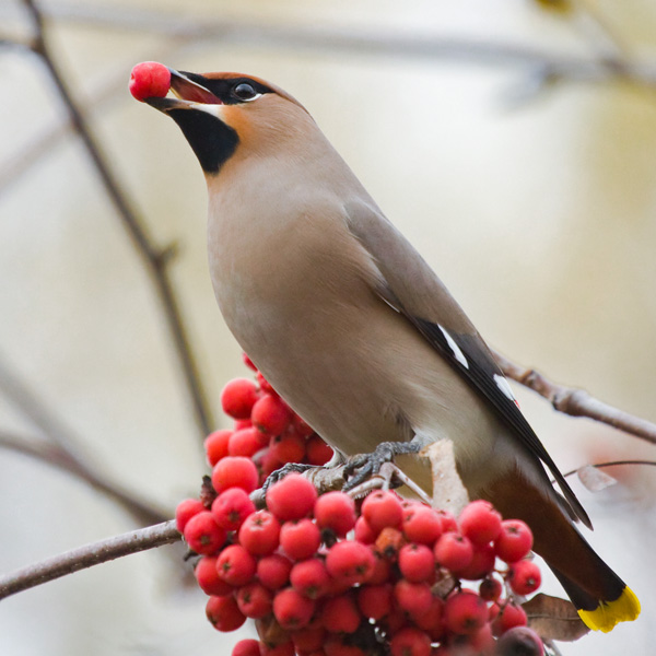 Bohemian waxwing bird on a branch with a red fruit in its mouth