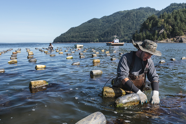 Shellfish farmer in water Shellfish farmer in water