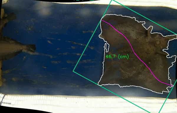 Video loop of fish identified by camera and AI Loop of fish identified by camera and AI