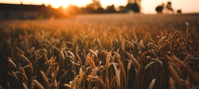 Field of wheat at sunset