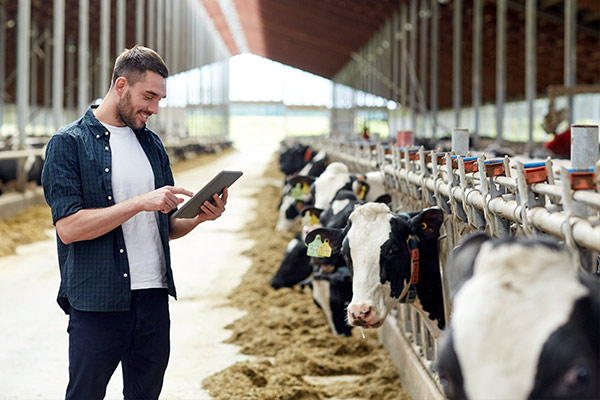 Man in dairy barn with tablet
