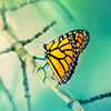 Monarch butterfly on branch