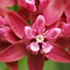 Purple milkweed