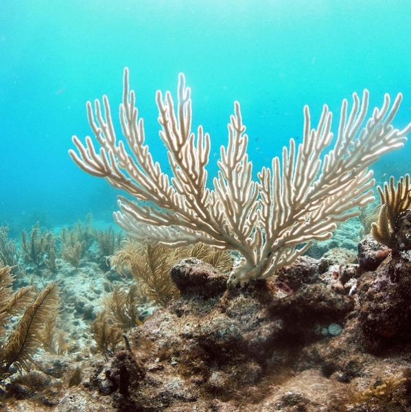 5 ways climate change is affecting our oceans - Environmental Defense Fund