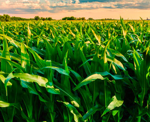 Corn field photo