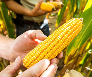 Ear of corn