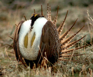 Sage grouse
