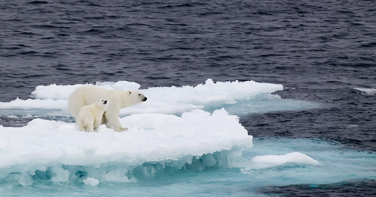 Polar bears