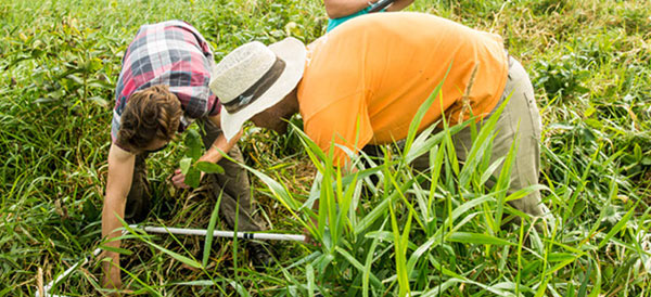Workers measuring monarch habitat