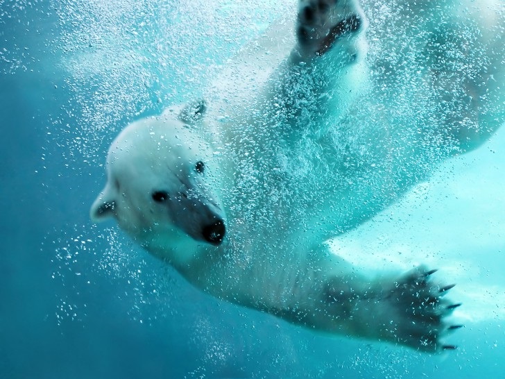 https://www.edf.org/sites/default/files/images/ss/polar-bear-day/1-polar-bear-day-2021.jpg