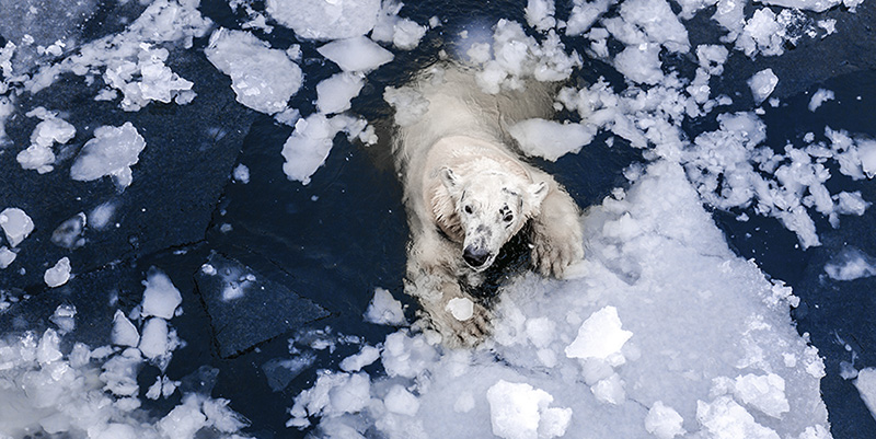 World Wildlife Day Polar Bear Arctic Wildlife' Insulated Stainless