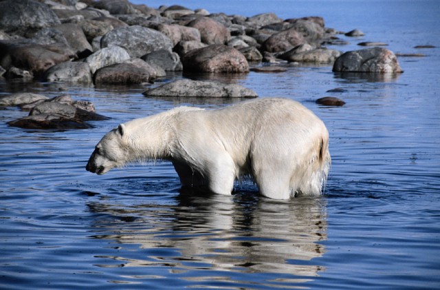 International Polar Bear Day 2023: When Will Polar Bears Go Extinct?