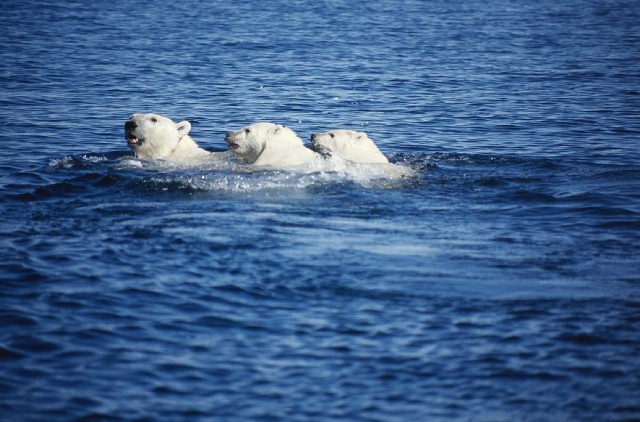 World Wildlife Day Polar Bear Arctic Wildlife' Insulated Stainless