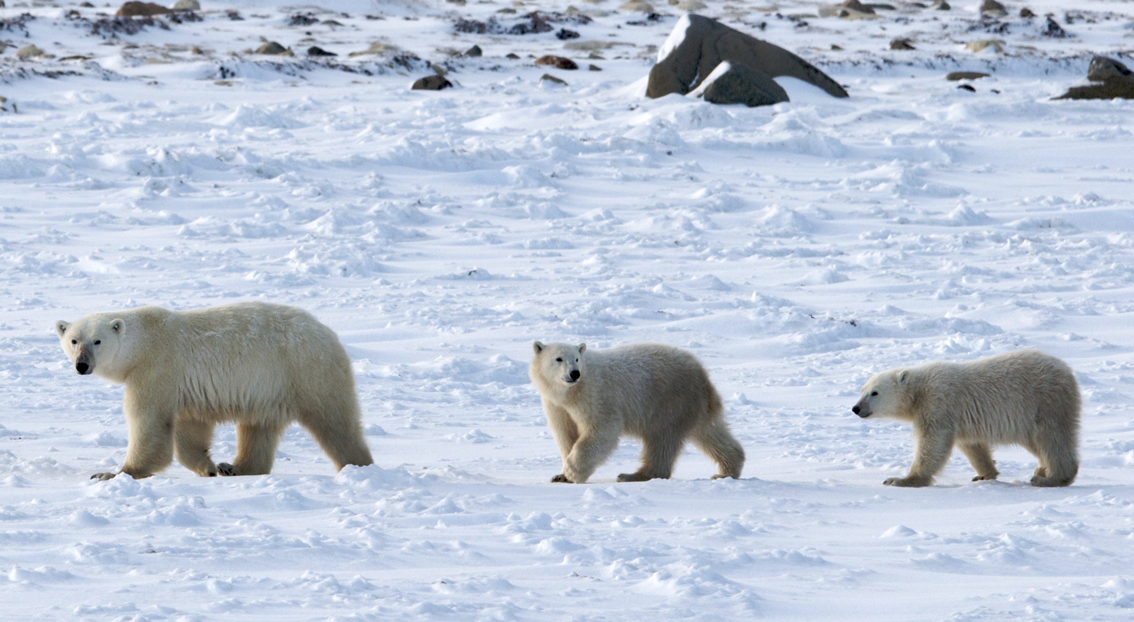 International Polar Bear Day 2023: When Will Polar Bears Go Extinct?