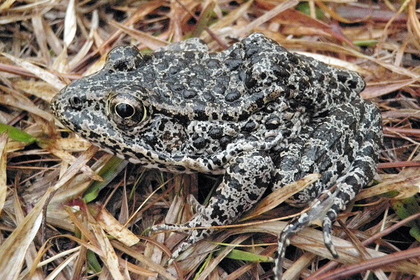 Dusky gopher frog