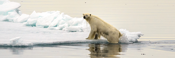 Polar bear on melting ice Polar bear on melting ice