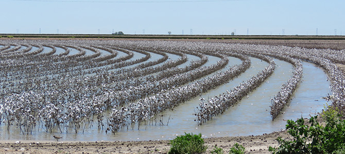 flooded cotton farm flooded cotton farm