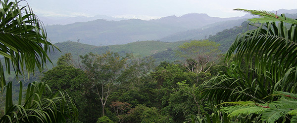 rainforest rainforest