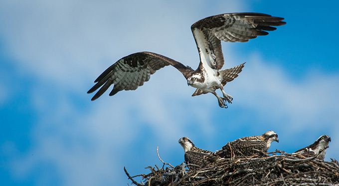 osprey and nest osprey and nest