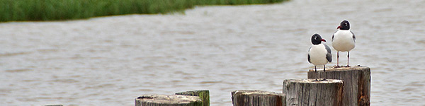 coastal wildlife
