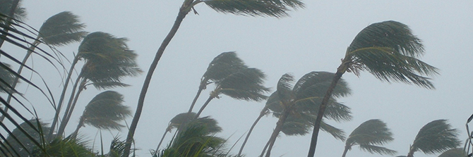 Hurricane pushing palm trees Hurricane pushing palm trees