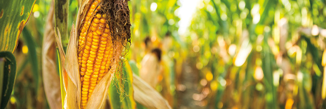 corn corn