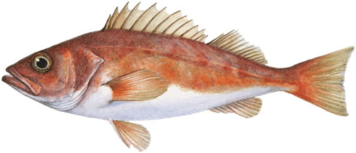 Chilipepper rockfish Chilipepper rockfish