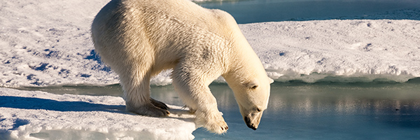 polar bear seeing reflection polar bear seeing reflection