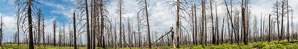 deforestation deforestation