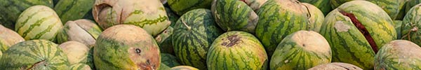 rotten watermelons rotten watermelons
