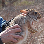 Cottontail rabbit