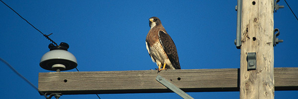 Swainson's hawk