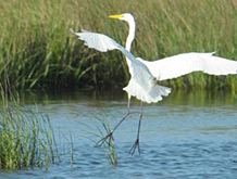 egret