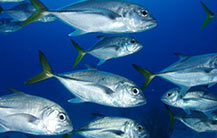Cuba fisheries