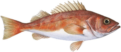 Chilipepper rockfish Chilipepper rockfish