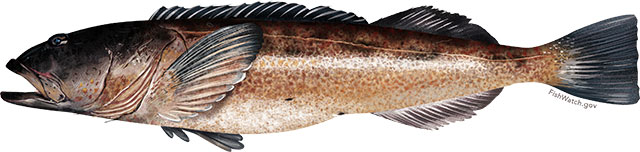 Lingcod Lingcod