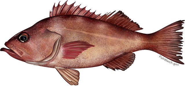 Pacific ocean perch