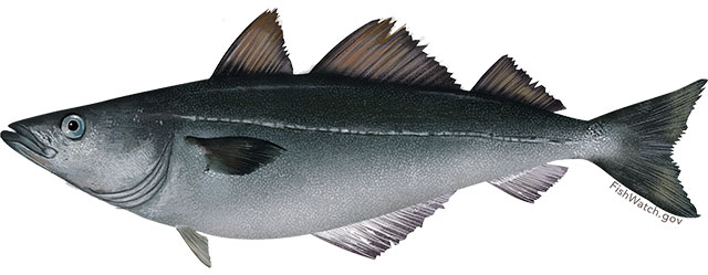 Atlantic pollock Atlantic pollock
